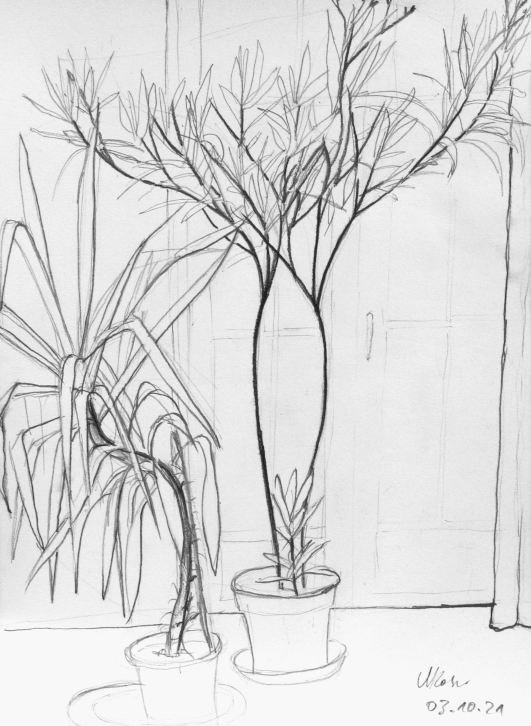 Bleistiftskizze Oleanderbaum mit Drachenbaum links daneben